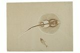 Fossil Stingray (Heliobatis) With Diplomystus - Wyoming #198771-1